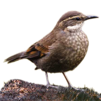 Churrete Real Royal Cinclodes